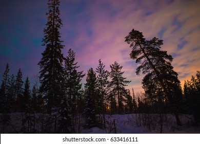 Pine Trees Forest At Night Winter. Nature Landscape