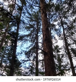 Pine Trees Forest Sillhouette Nature