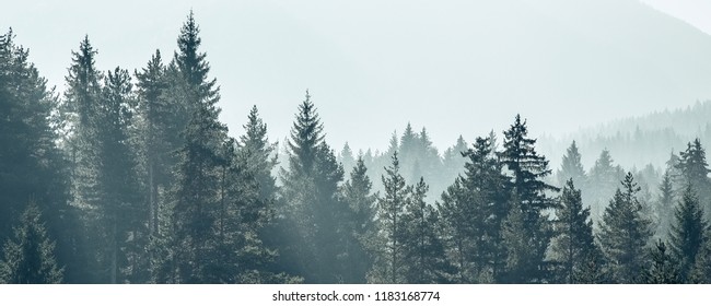 Pine trees forest stylized silhouette photo banner background - Powered by Shutterstock
