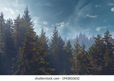 Pine trees forest stylized silhouette photo sunset background