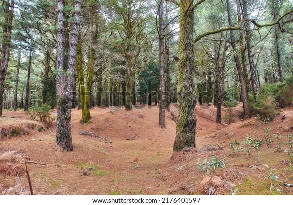 pine-trees-forest-winter-on-600w-2176403