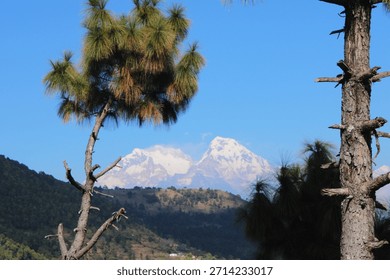 Pine trees framing distant snowcapped Himalayan mountain peaks.
