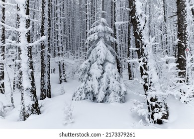 Pine trees full of snow in the deep forest during winter. Forest covered with snow. Very cloudy day. Scenic view like out of Narnia. 
