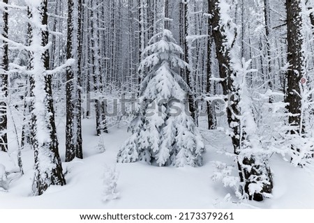 Pine trees full of snow in the deep forest during winter. Forest covered with snow. Very cloudy day. Scenic view like out of Narnia. 
