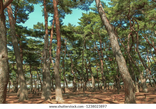 Pine Trees Garden South Korea Stock Photo Edit Now 1238023897