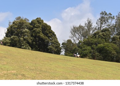 Pine trees, grass and forest 