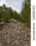 pine trees growing in granite