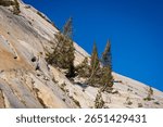 Pine trees growing on a steep mountainside in Yosemite National Park, showing resilience and adaptation to harsh environments
