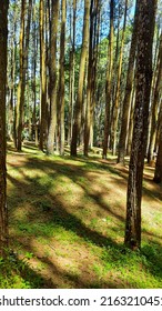 Pine Trees In Imogiri, Yogyakarta, Indonesia