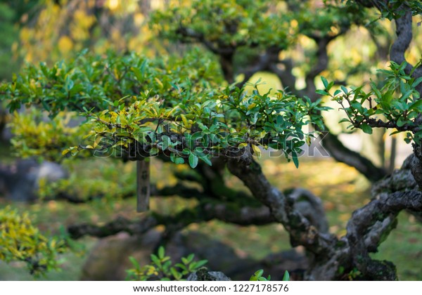 Pine Trees Japanese Garden Leaves Turn Stock Image Download Now
