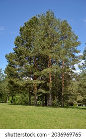 pine trees landscape in the spring
