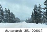 Pine trees lining a snowy road in Yellowstone National Park