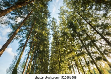 Pine Trees Low Angle View