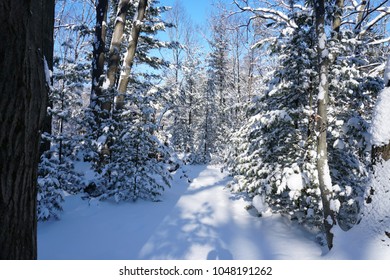 Pine Trees In Midwest Winter Landscape