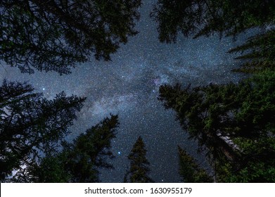 Pine trees with with milky way in the night sky at national park