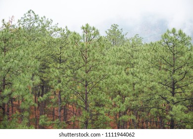 Pine trees in the mist