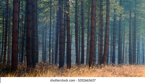 Pine Trees In Mist, New Forest Hampshire UK