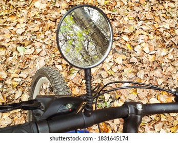 pine trees in the morror's reflection