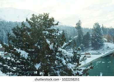Pine trees in the mountain area surrounded by deep snow.
