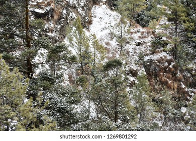 PINE TREES WITH MOUNTAINS BACKGROUND