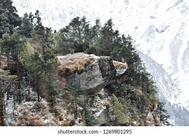 PINE TREES WITH MOUNTAINS BACKGROUND
