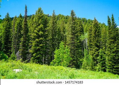 62 Donut falls trail Images, Stock Photos & Vectors | Shutterstock