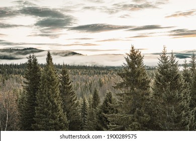 Pine Trees In A Norwegian Landscape