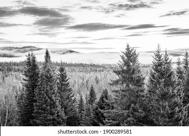 Pine Trees In A Norwegian Landscape