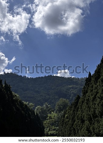 Similar – Image, Stock Photo Original forest in the mountains of Sardinia