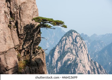 Pine Trees On Cliff Edge, Huangshan Mountain Range In China. Anhui Province - Scenic Landscape With Steep Cliffs And Trees During A Sunny Day. 