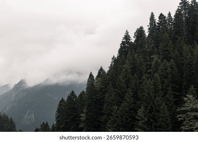 Pine trees on the cliffs and misty mountains on the background. Forest landscape photo.