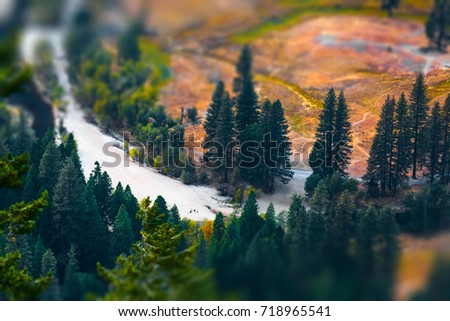 Pine trees on the coast of a dry river. Yosemite National Park, USA