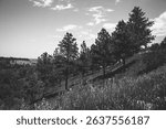 Pine Trees on a Down Slope of the Rocky Mountains with a Beautiful Landscape of the Field and Cloudy Sky in Monochrome