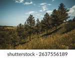 Pine Trees on a Down Slope of the Rocky Mountains with a Beautiful Landscape of the Field and Cloudy Blue Sky