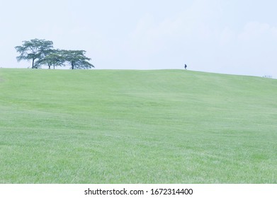 pine trees on green fields.
(Olympic Park, Seoul, South Korea)