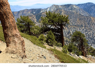Pine Trees on a mountain slope surrounded by tundra plants overlooking mountain peaks and canyons taken at an alpine landscape within the San Gabriel Mountains in Mt Baldy, CA 