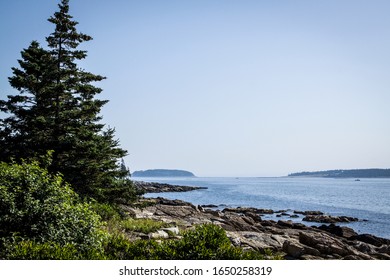 Pine Trees On The Rocky Coastline In Maine.