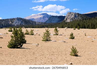 Pine Trees on sand surrounded by mountain peaks taken at Horseshoe Meadows in the Sierra Nevada Mountains, CA