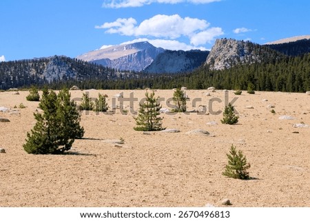 Pine Trees on sand surrounded by mountain peaks taken at Horseshoe Meadows in the Sierra Nevada Mountains, CA