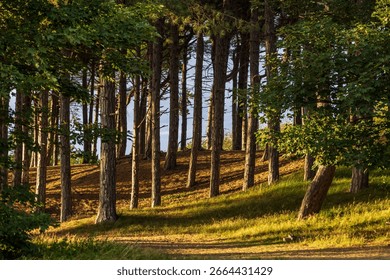 Pine trees on a summer's evening, in woodland at Merseyside