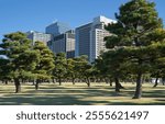 Pine trees in outer garden Imperial Palace with high building skyscrapers background, Tokyo, Japan. Imperial Palace and Gardens in central Tokyo, Japan.