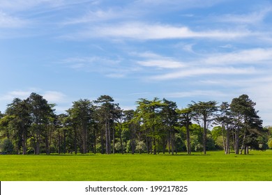 Pine Trees In Phoenix Park Dublin Ireland