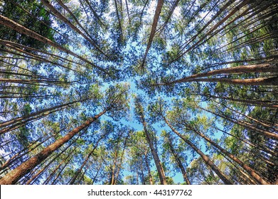 Pine trees in the rainforest.