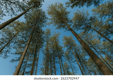 Pine Trees Reaching for the Sky