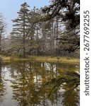 Pine Trees Reflected in Forest Pond on Misty Day