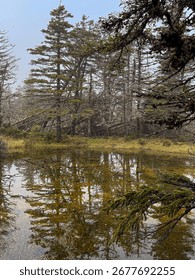 Pine Trees Reflected in Forest Pond on Misty Day