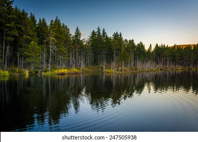 Pine trees reflecting in a pond in White Mountain National Forest, New Hampshire.