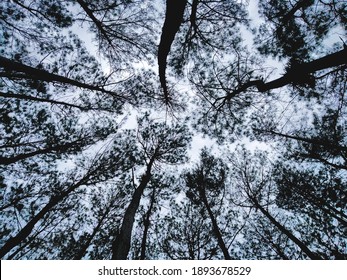 Pine Trees Seen From A Lower Vantage Point