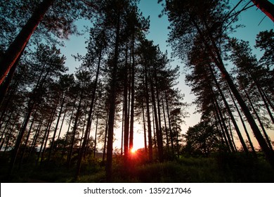 Pine Trees In Sherwood Forest