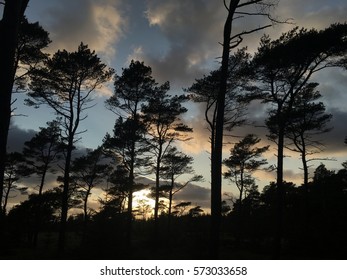 Pine trees in silhouette